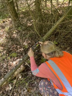 Botanist Sierra Schaff-Sattler measuring the angle of a small leaning tree in the forest