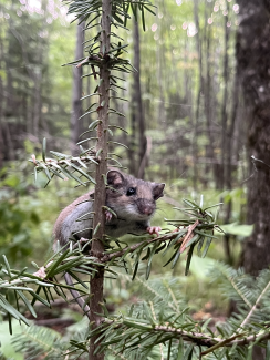 White-footed deermouse on the branches of a small balsam fir