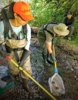 Electrofishing in a stream. The technician on the left operates the backpack electrofisher while another technician waits with a net downstream to collect the stunned fish.