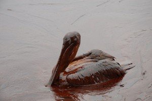 Pelican in oil