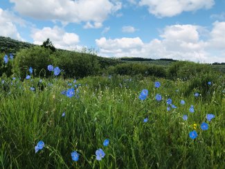 Blue flax at BLDE