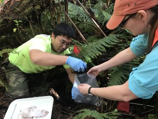 Field technicians doing observational sampling at the PUUM site.