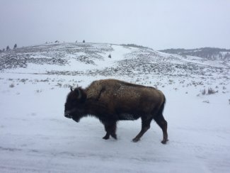 Bison at Yellowstone field site