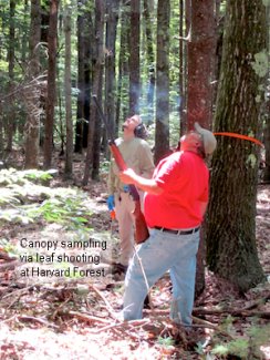 Canopy sampling at Harvard Forest