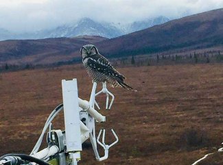 Northern Hawk Owl on tower at HEAL