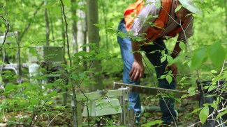 Field ecologist amongst the trees at the SERC site