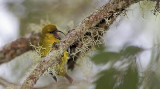 Male akiapolaau bird at PUUM