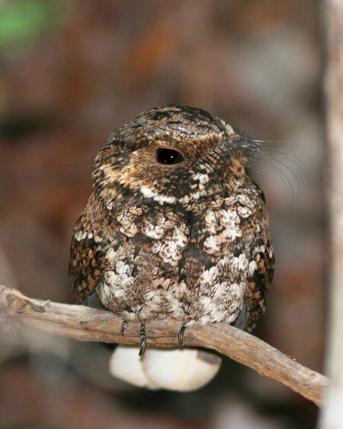 Birds | NSF NEON | Open Data to Understand our Ecosystems
