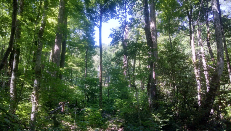 Cove forests near GRSM.