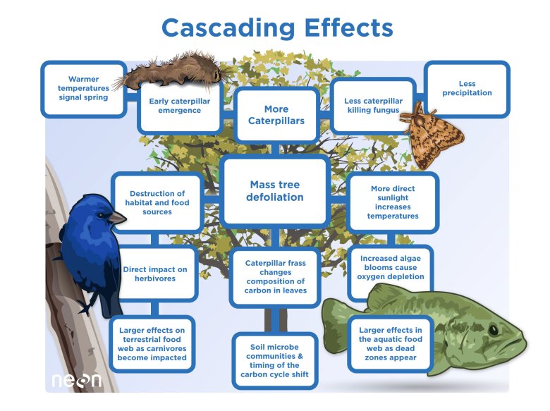 Cascading Effects of Gypsy Moth