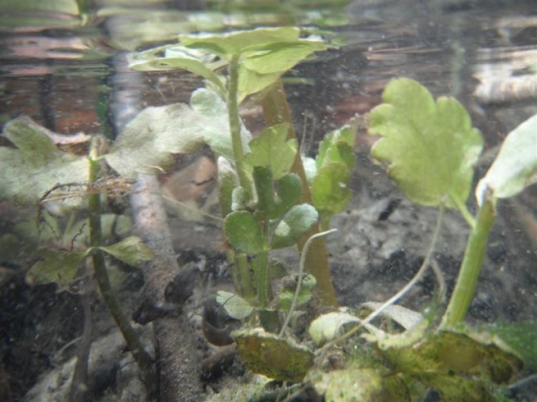 Submerged aquatic plants at D10 ARIK (photo by Stephanie Parker)