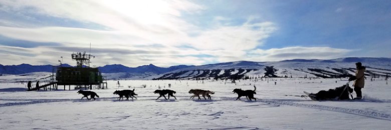 sled dogs