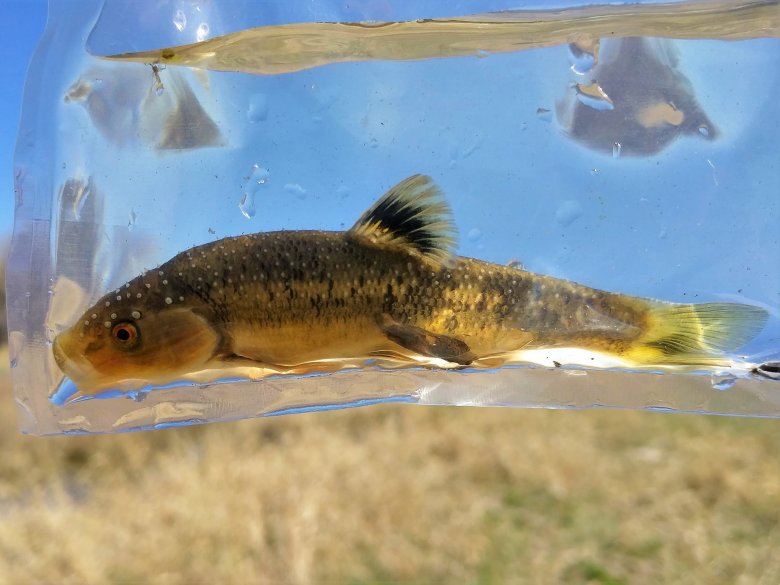 photo of a fish