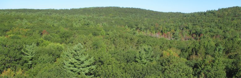 Harvard Forest landscape